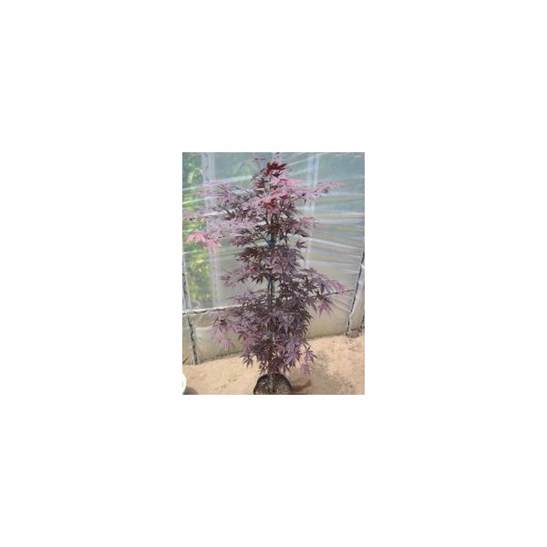 この商品は小サイズ送料です。特徴1年を通して紫色の葉を楽しめます。芽吹きは濃い紫色で徐々に明るい赤紫に変化します。秋の紅葉も見事です。サイズ高さ約110cm(根鉢含む）7号鉢（21cm）育て方西日が当たらない風通しが良い所を好みます。