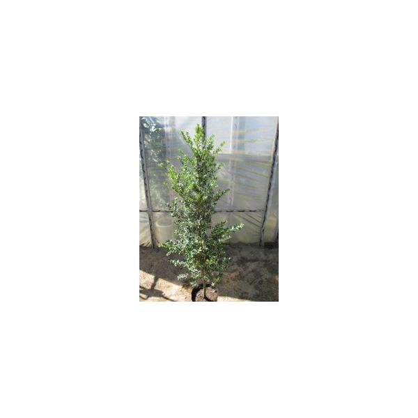 この商品は小サイズ送料です。特徴新芽が黄色く輝きとてもきれいです。サイズ高さ約80cm(根鉢含む）6号鉢（18cm）育て方日当たりのいい場所を好みます。２月頃に鶏ふんや油かす等を与えてください。