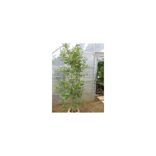 この商品は小サイズ送料です。特徴風が吹くとシャカシャカとそよぐのが名前の由来です。赤くかわいい実をつけます。サイズ高さ約200cm(根鉢含む）根巻き30cm育て方２月頃に鶏ふんや油かす等を与えてください。※大サイズの商品をお買い求めの場合、...