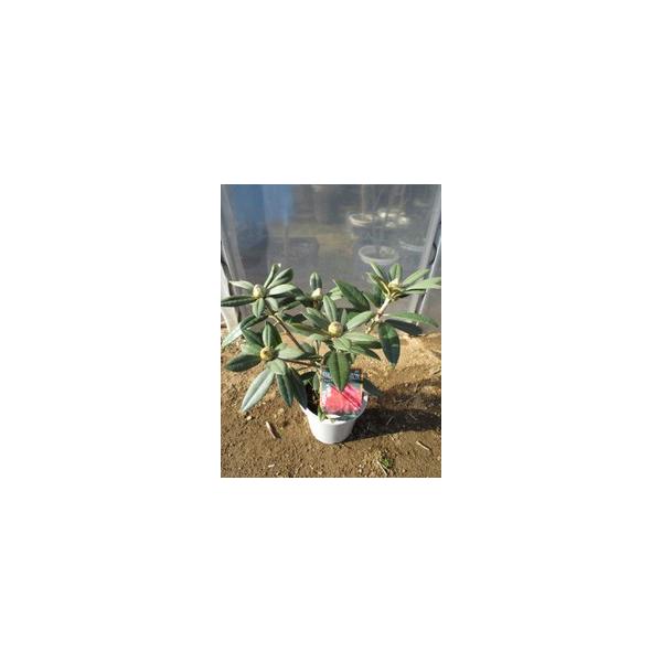 この商品はミニサイズ送料です。特徴咲き始めは濃紅色で段々と濃いピンク色に変化します。沢山の花が密集して咲き誇ります。とても丈夫な強健品種でもあります。サイズ高さ約40cm(根鉢含む）5号鉢（15cm）育て方半日陰を好みます。２月頃に鶏ふんや...