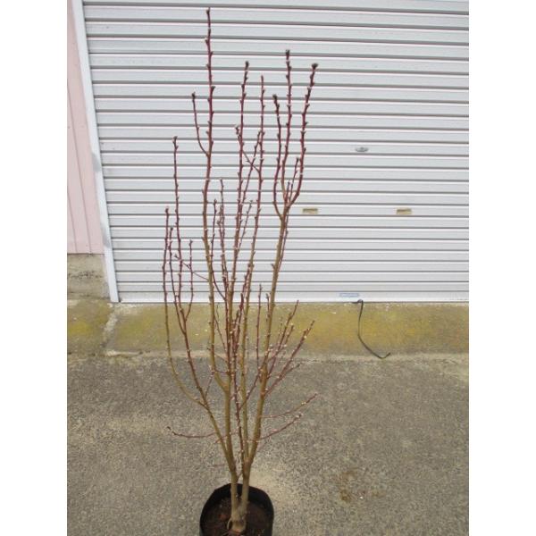 この商品は小サイズ送料です。特徴樹形はほうき状に伸びていきます。ピンク色の花が本格的な春の訪れを感じさせます。サイズ高さ約120cm(根鉢含む）７号ポット（21cm）育て方日当たりの良い場所を好みます。2月頃に油かすや鶏ふん等を与えて下さい。