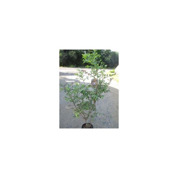 この商品は小サイズ送料です。特徴ラビットアイ系の中で一番実が大きい品種で、ジューシーで爽やかな酸味です。サイズ高さ約110cm(根鉢含む）8号鉢(24cm)育て方日当たりのいい場所を好みます。乾いたら水をたっぷり与えて下さい。土はピートモス...