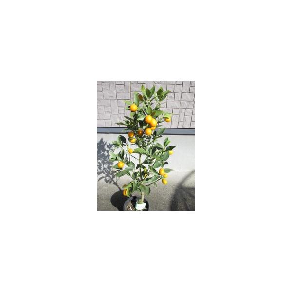 この商品はミニサイズ送料です。特徴ぷちまるは耐寒性、病気、害虫にとても強い種類として誕生した新しい優良品種です。実もとても大きく甘味があり、皮ごと丸かじりできます。サイズ高さ約70cm(根鉢含む）7号鉢（21cm)育て方寒さに割合弱いので、...