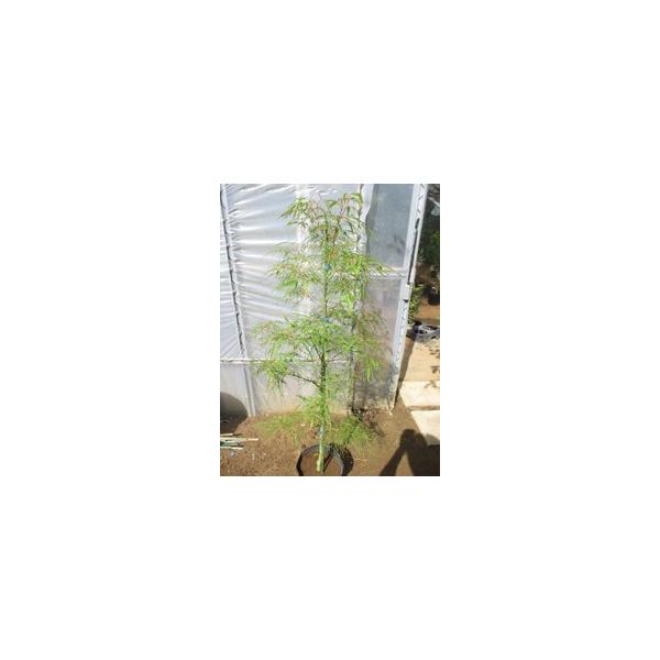 この商品は小サイズ送料です。特徴極細の葉が糸のように垂れ下がっています。秋は黄色や赤に紅葉します。サイズ高さ約120cm(根鉢含む）7号ポット(21cm)育て方西日が当たらない風通しが良い所を好みます。