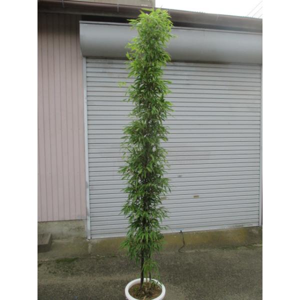 この商品は小サイズ送料です。特徴幹が黒く高級感があります。サイズ高さ約200cm(根鉢含む）10号鉢（30cm）育て方日当たりのいい場所を好みます。２月頃に鶏ふんや油かす等を与えてください。