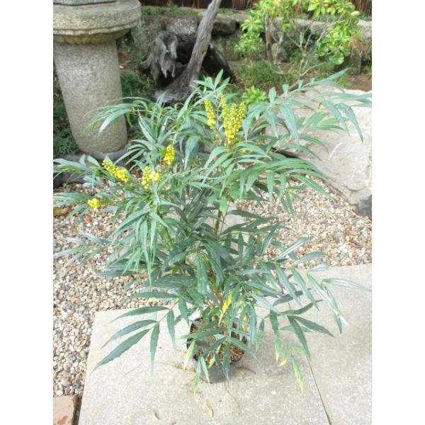 この商品はミニサイズ送料です。特徴細葉で柔らかい葉が特徴です。ヒイラギに近い品種ですが、トゲはありません。　秋には黄色い可愛らしい花が咲きます。サイズ高さ約70cm(根鉢含む）6号ポット（18cm）育て方日当たりのいい場所を好みます。２月頃...