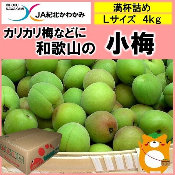 和歌山の梅 小梅 ｌサイズ 約４ｋｇ カリカリ梅 小さい梅干し等に うれしいレシピ付き Ja紀北かわかみ腕自慢 ヤフー店 通販 Yahoo ショッピング