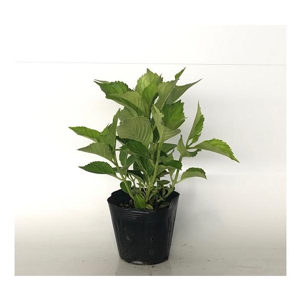 アジサイ 紫系 樹高0.4m前後 15cmポット （ 単 品 ）  苗 植木 苗木 庭  あじさい 紫陽花   お得な【送料無料】セット商品も販売中。↑<br>