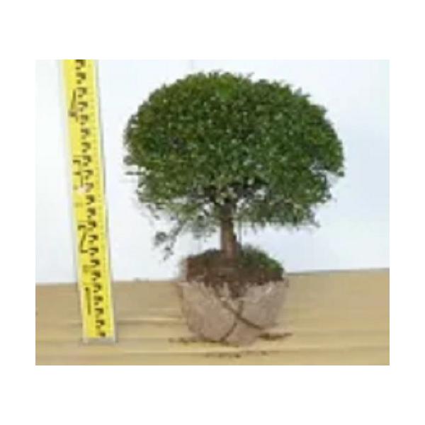 LcQiʕj 0.3mO  i P i j  c A c