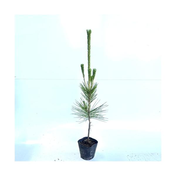 黒松　樹高65cm 黒松盆栽 樹高60cm – Bonsai Iroha