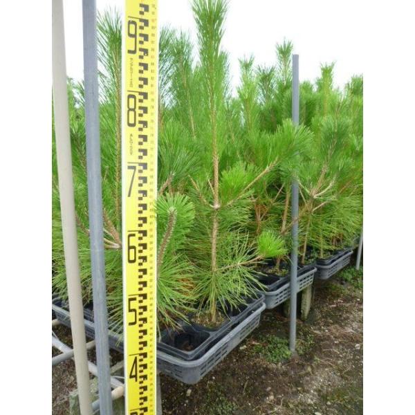 クロマツ 樹高0.7m前後 10.5cmポット （10本セット）（送料無料）  苗 植木 苗木