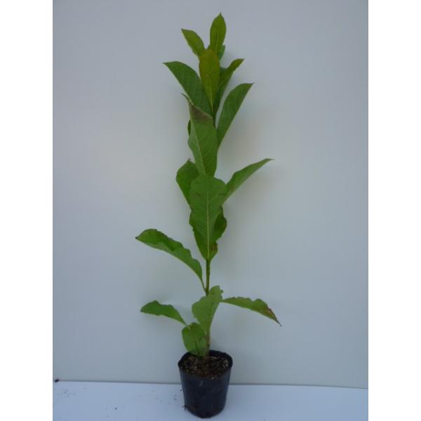 コブシ 樹高0.5m前後 10.5cmポット （ 単 品 ） 苗 植木 苗木 庭