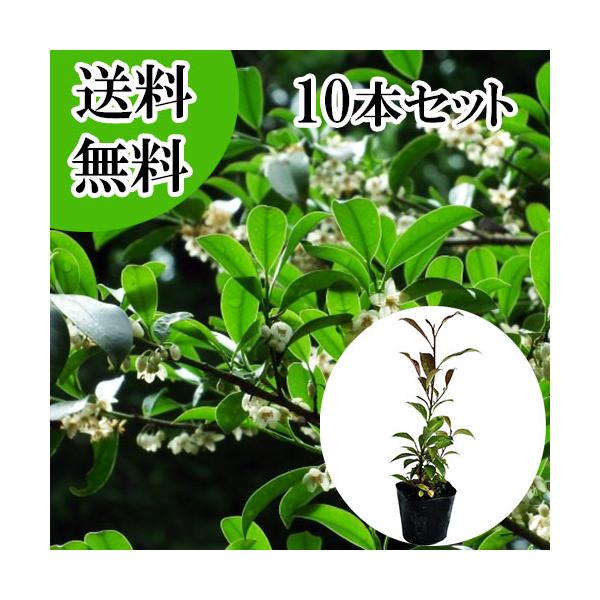 サカキ （ホンサカキ） 本榊 樹高0.4m前後 10.5cmポット （10本セット）（送料無料）  苗 植木 苗木 庭 さかき ホンサカキ　ほんさかき 榊