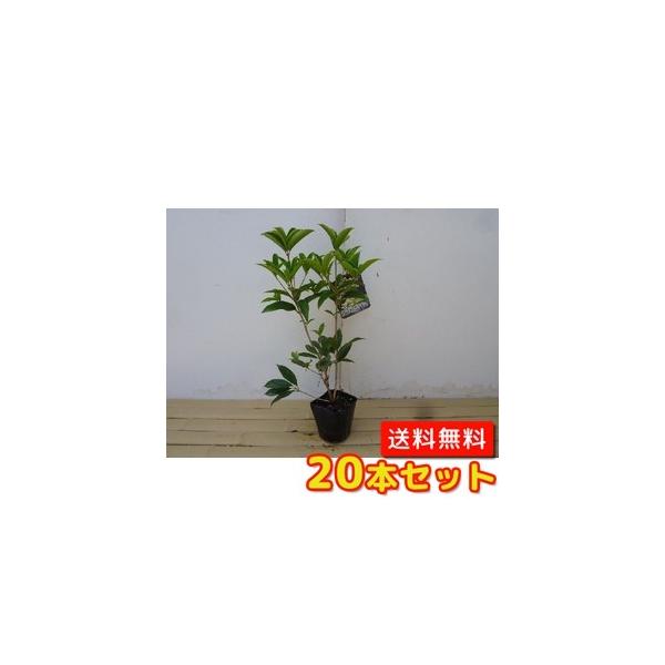 VLULNZC 0.25mO 10.5cm|bg i20{Zbgjij   c A c