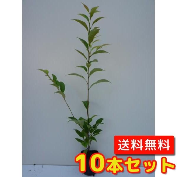 X_WC 0.5mO 10.5cm|bg i10{Zbgjij  c A c 