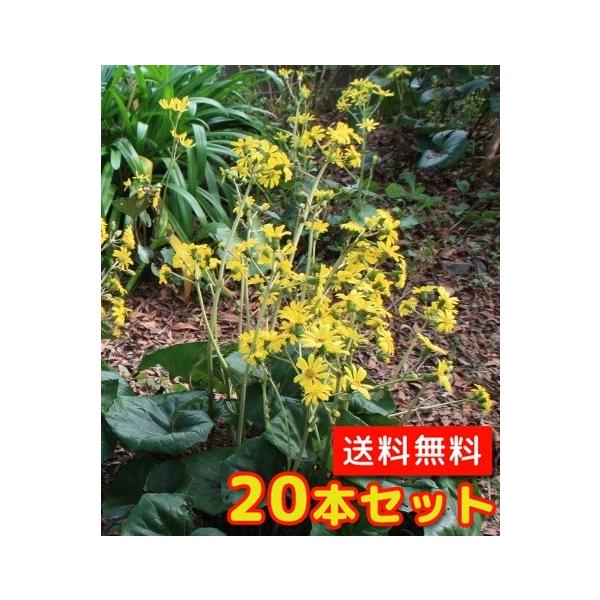 ツワブキ / 10.5cmポット （20本セット）（送料無料）  苗 植木 苗木 庭 グランドカバー つわぶき 石蕗 艶蕗