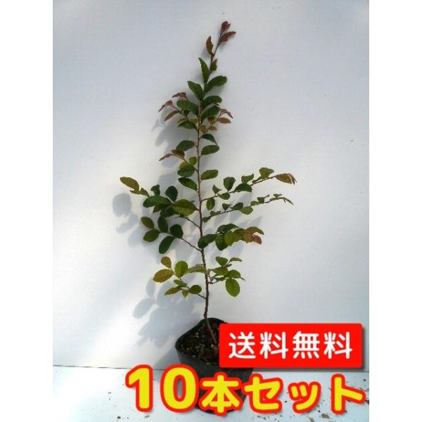 トキワマンサク 白花 盆栽 植木の人気商品 通販 価格比較 価格 Com