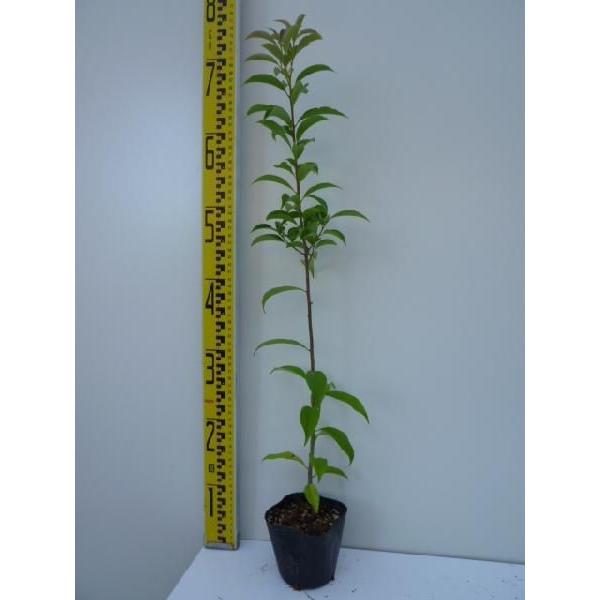 ii~mL 0.3mO 10.5cm|bg i P i j  c A c