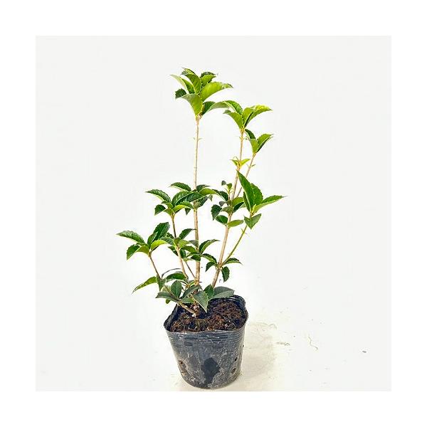 ヒイラギモクセイ 樹高0.2m前後 10.5cmポット （10本セット）（送料無料）  苗 植木 苗木 庭  ひいらぎもくせい 柊木犀