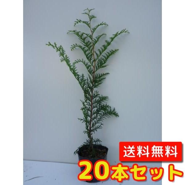 qmL 0.5mO 10.5cm|bg i20{Zbgjij  c A c 