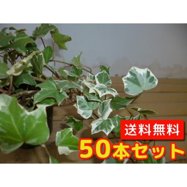 wf wbNX OCV[ / 9.0cm|bg i50{Zbgjij  c A c  OhJo[
