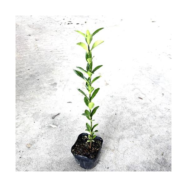 マサキ 樹高0.3m前後 10.5cmポット （10本セット）（送料無料）  苗 植木 苗木