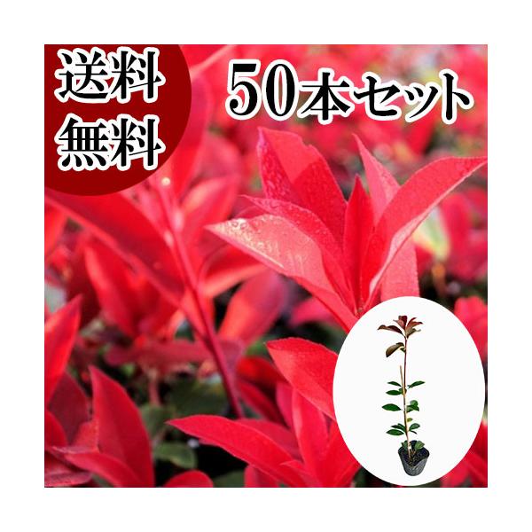 レッドロビン 樹高0.6m前後 10.5cmポット （50本セット）（送料無料）  苗 植木 苗木 庭  れっどろびん