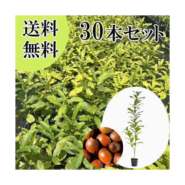 クヌギ 樹高0.8m前後 10.5cmポット （30本セット）（送料無料）  苗 植木 苗木 庭  くぬぎ 橡 櫟 椚