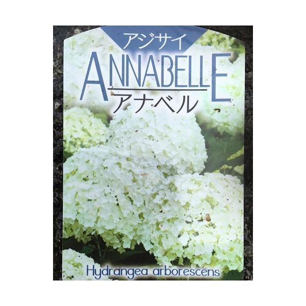 苗 アジサイ アナベル 植木 盆栽の人気商品 通販 価格比較 価格 Com