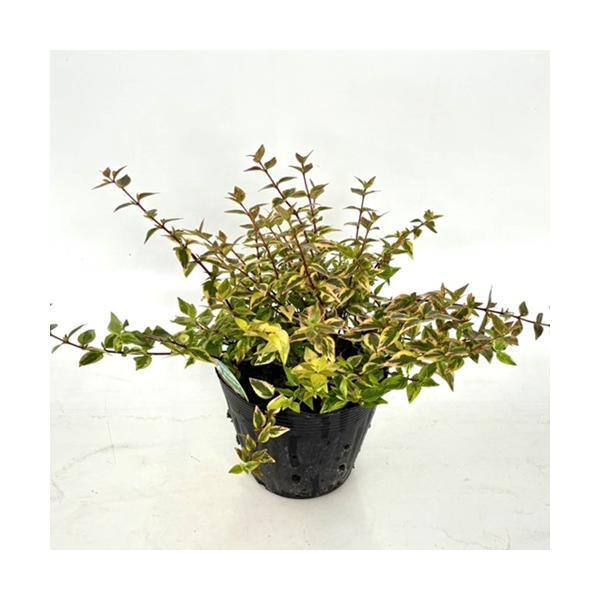 アベリア カレイドスコープ 樹高0.2m前後 15cmポット （5本セット）（送料無料）  苗 植木 苗木