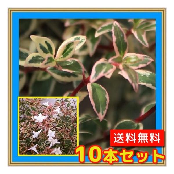 アベリア コンフェッティ 10本セット 樹高0 2m前後15cmポット 送料無料 斑入りアベリアコンフェッティ Buyee Buyee Japanese Proxy Service Buy From Japan Bot Online