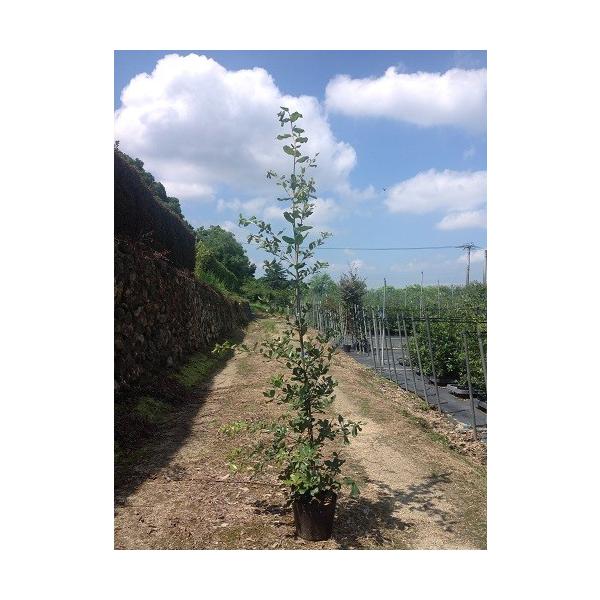 EoKV 1.0mO 15cm|bg i P i j  c A c 