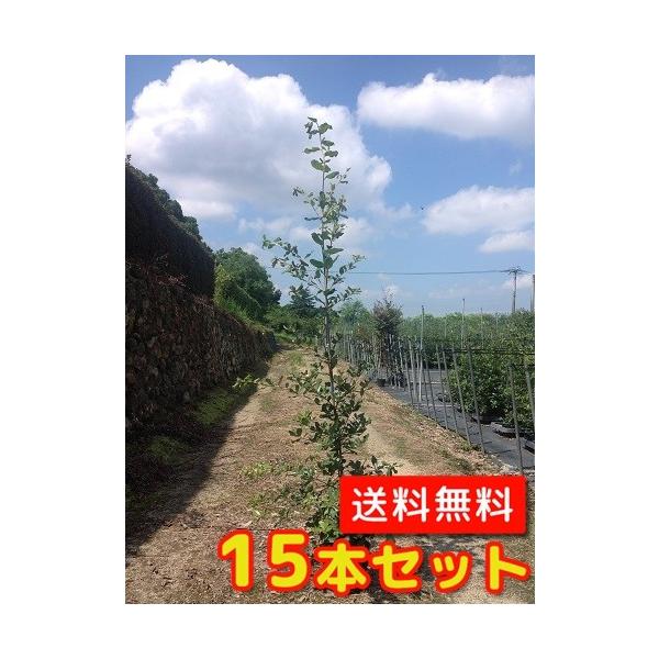 EoKV 1.0mO 15cm|bg i15{Zbgjij  c A c