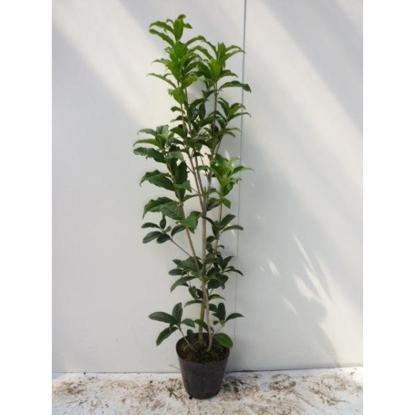 キンモクセイ シキザキキンモクセイ 樹高0.5m前後 15cmポット （5本セット）（送料無料）  苗 植木 苗木 庭  きんもくせい しきざききんもくせい 四季咲き金木犀