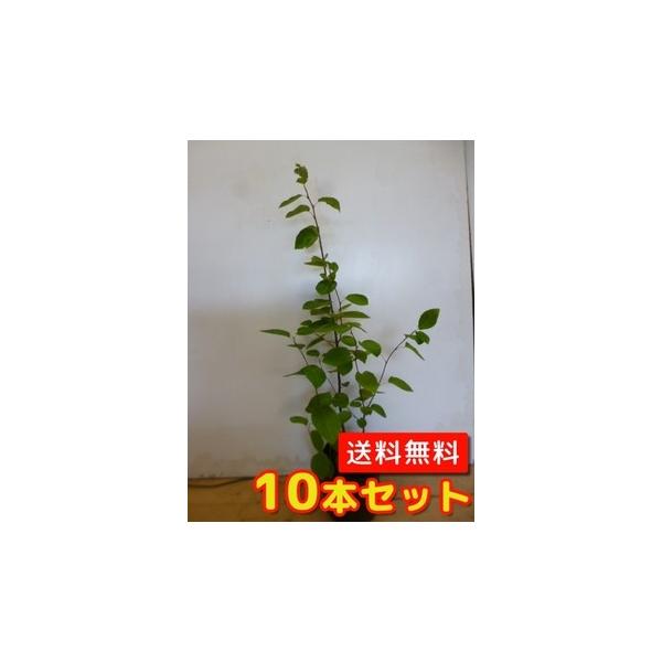 ジューンベリー 盆栽 植木の人気商品 通販 価格比較 価格 Com