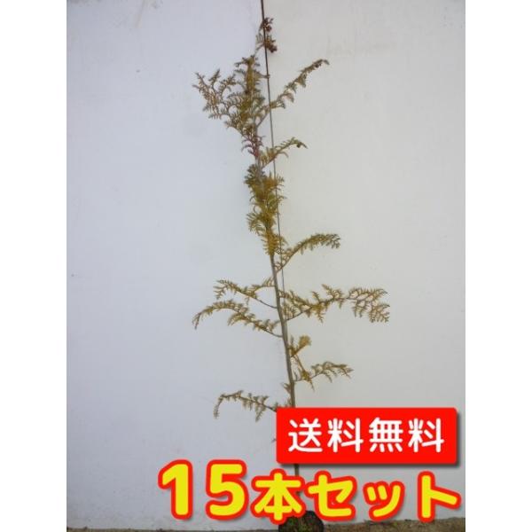 qmL 0.8mO 15cm|bg i15{Zbgjij  c A c 