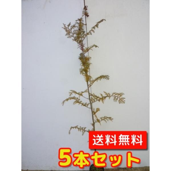 qmL 0.8mO 15cm|bg i5{Zbgjij  c A c 