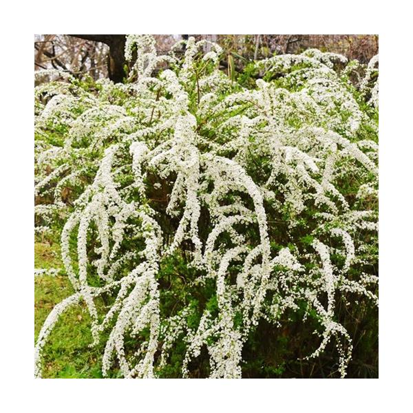 ユキヤナギ 樹高0.4m前後 15cmポット （5本セット）（送料無料）  苗 植木 苗木 庭  ゆきやなぎ 雪柳