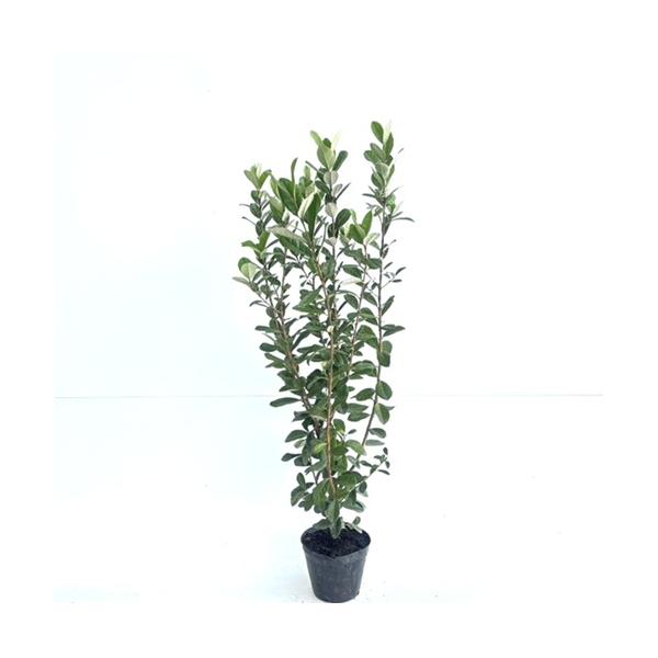 フェイジョア フェイジョア 樹高1.0m前後 15cmポット （ 単 品 ） 苗 植木 苗木 庭
