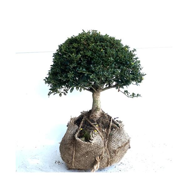 キンメツゲ（玉物） 樹高0.3m前後 根巻 （ 単 品 ）（送料無料）  苗 植木 苗木 庭  キンメツゲ玉 玉柘植  <br><br>【送料無料】セット商品も販売中。スマホの方は↓下記の↓「商品情報をもっと見る」を...