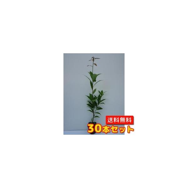 AJV 0.5mO 10.5cm|bg i30{Zbgjij  c A c 