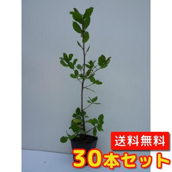 Rakuten 花と緑スーパーSEVENコウヤマキ 樹高0.5m前後 15cmポット 40本セット 送料無料 苗 植木 苗木 