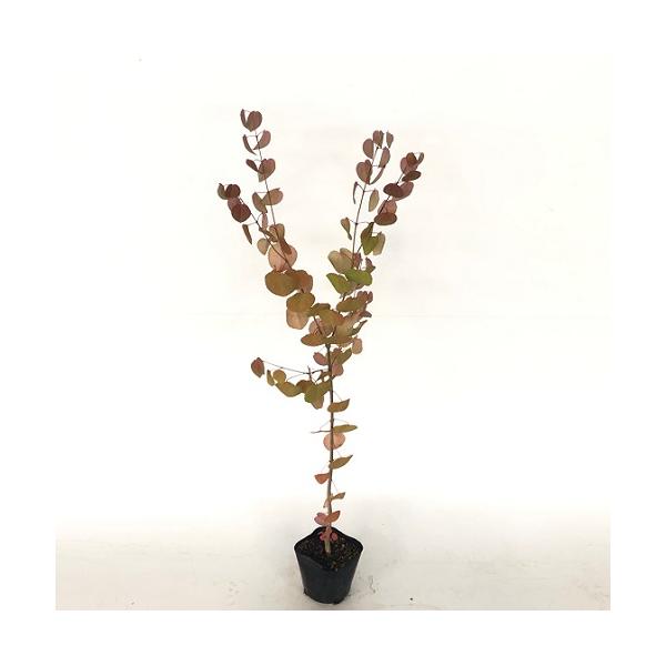 植木 盆栽 カツラの人気商品・通販・価格比較 - 価格.com 植木 盆栽 カツラの人気商品・通販・価格比較 - 価格.com