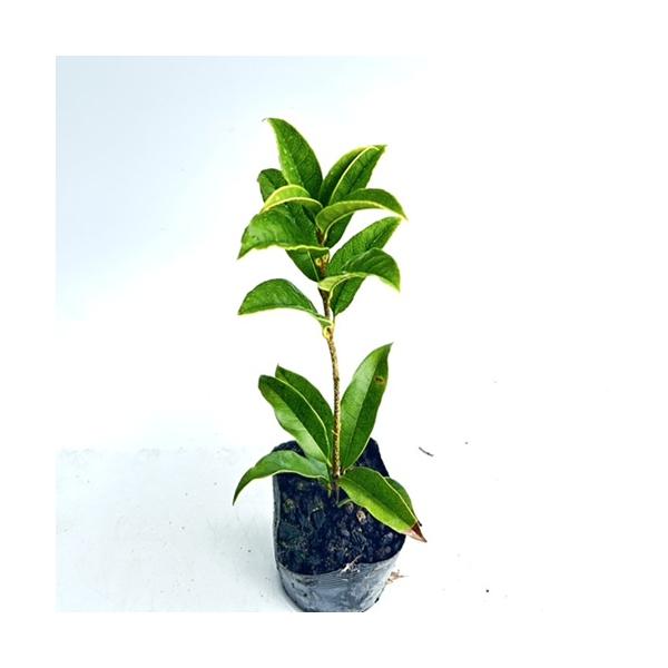 5m キンモクセイ 盆栽 植木の人気商品 通販 価格比較 価格 Com