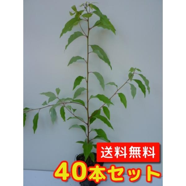 クスノキ 樹高0.3m前後 10.5cmポット （40本セット）（送料無料）  苗 植木 苗木