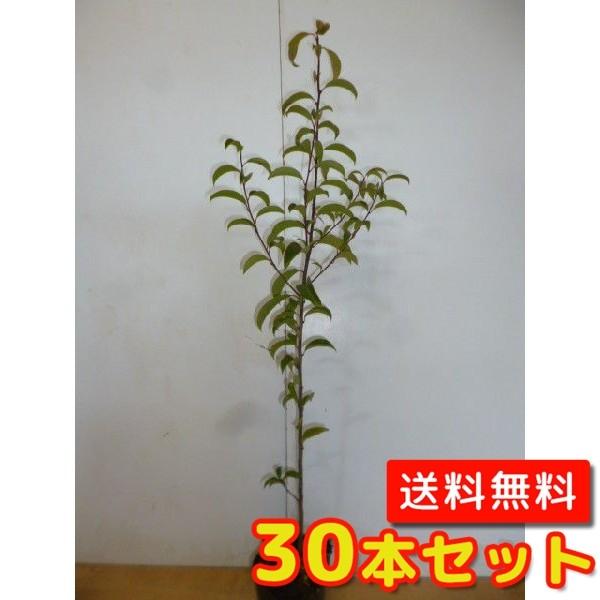 NKl` 0.5mO 10.5cm|bg i30{Zbgjij  c A c