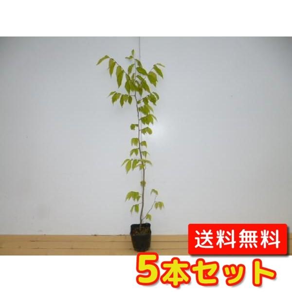 ケヤキ 樹高0.8m前後 10.5cmポット （5本セット）（送料無料）  苗 植木 苗木 庭  けやき 欅