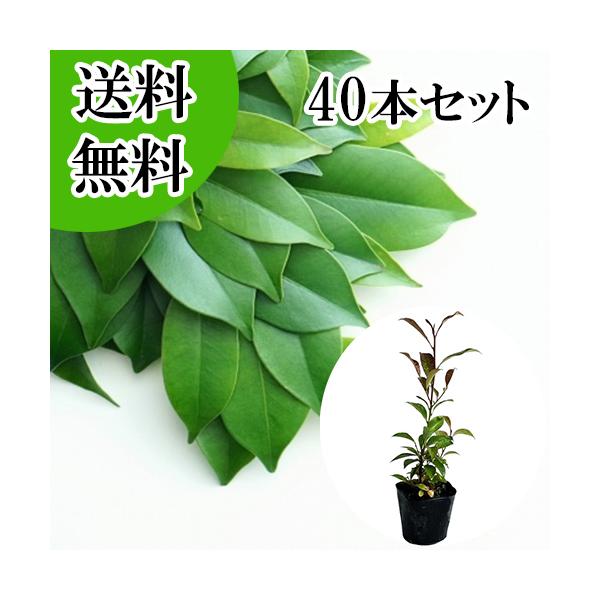 サカキ （ホンサカキ） 本榊 樹高0.3m前後 10.5cmポット （40本セット