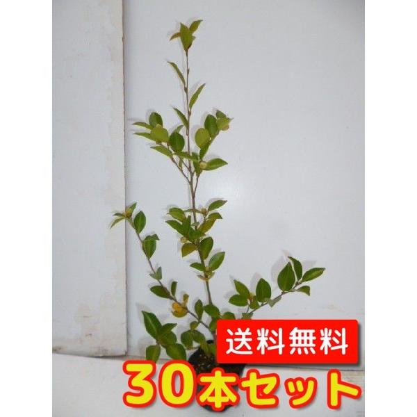 TUJiԁjATN 0.4mO 10.5cm|bg i30{Zbgjij  c A c 