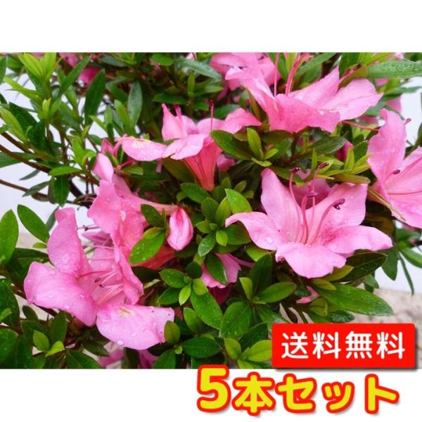 サツキツツジ（さつき） 樹高0.3m前後 15cmポット （5本セット）（送料無料）  苗 植木 苗木   さつきつつじ 5号ポット 五月 皐月